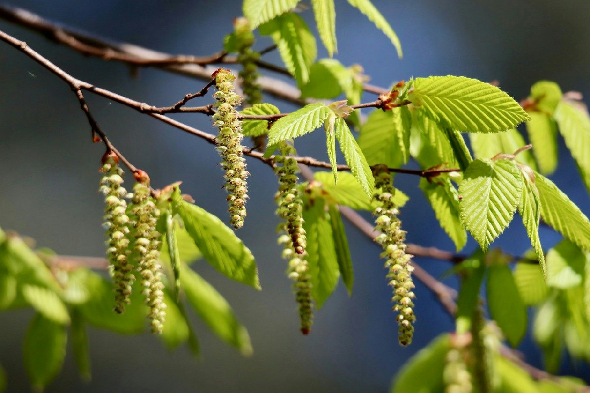 Carpino bianco, l’albero che trasforma parchi e boschi: forme, storia e fascino senza tempo