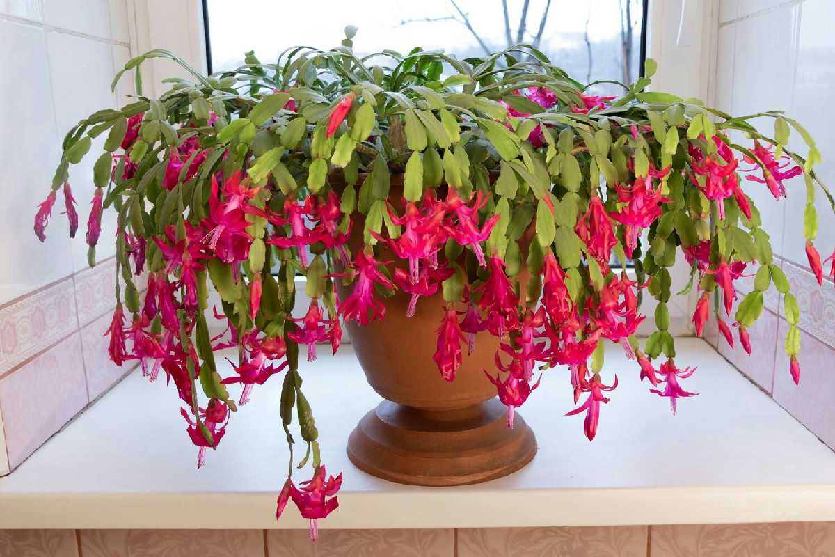 Cactus di Natale: perché tutti impazziscono per la Schlumbergera e cosa la distingue dagli altri
