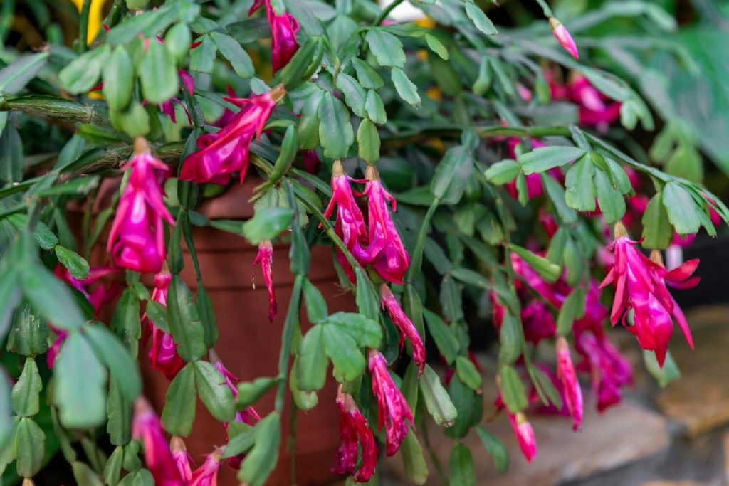 Cactus di Natale: perché tutti impazziscono per la Schlumbergera e cosa la distingue dagli altri