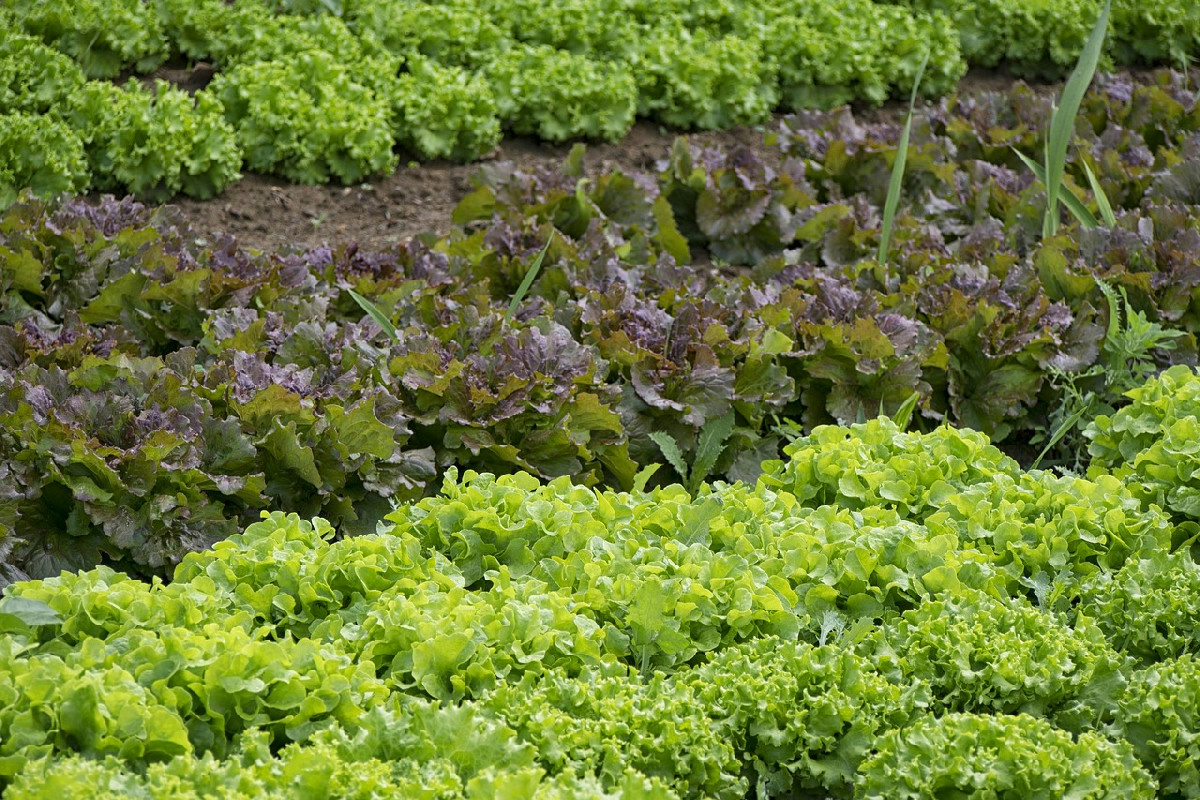 Ecco cosa fanno i veri esperti nell’orto a dicembre: lavori indispensabili che nessuno si aspetta