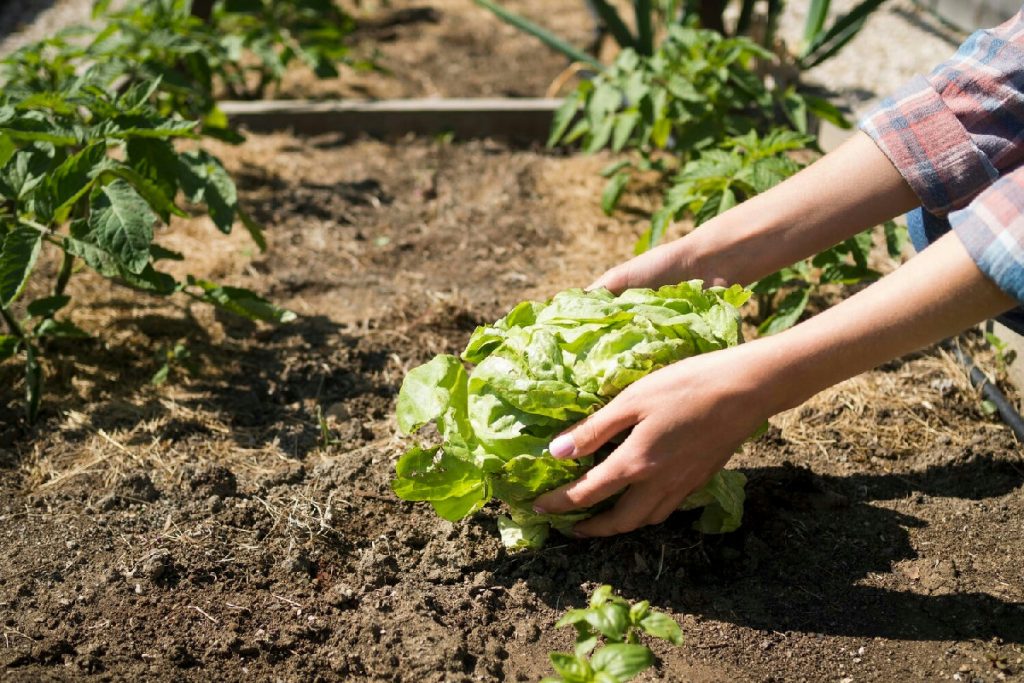 Ecco cosa fanno i veri esperti nell’orto a dicembre: lavori indispensabili che nessuno si aspetta
